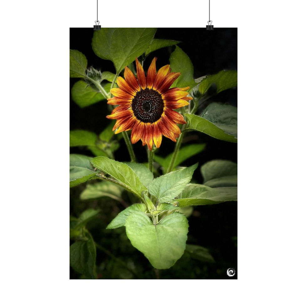 Thumbnail: 2024 Sun flower Poster - #11