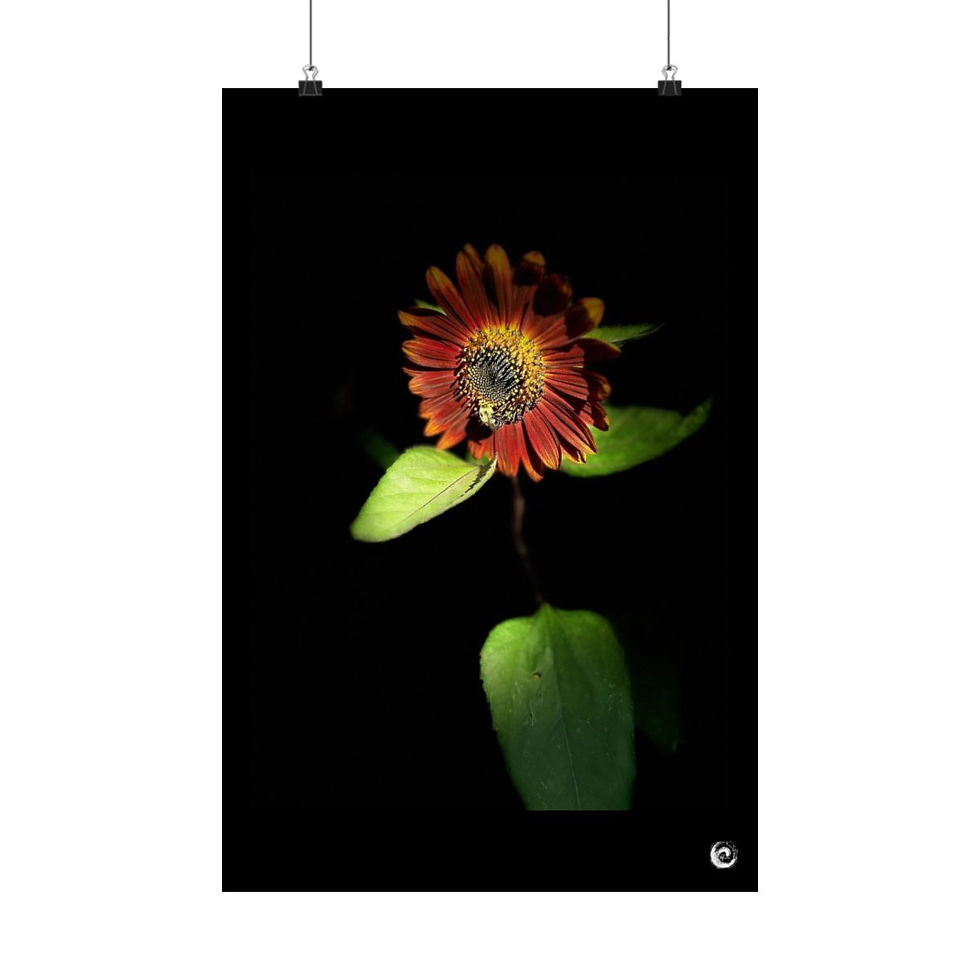 Thumbnail: 2024 Sunflower  - #4