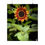 Thumbnail: 2024 Sun flower Poster - #11