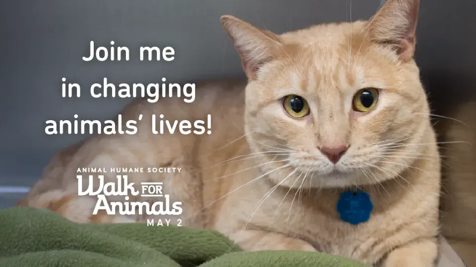 Walk for Animals - Animal Humane Society