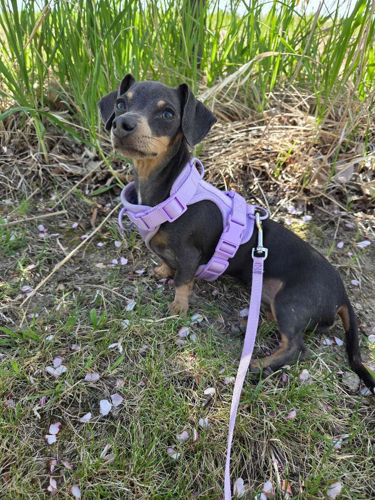 Shea, a dachshund from Victoria, MN, safely secured with a harness and leash during a West Metro Pet Care dog walk.