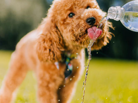 🌡 Hot Days, Cool Pets: Keeping Dogs and Cats Safe in August Heat