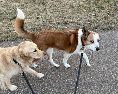 mound-mn-dog-walking-lake-minnetonka-west-metro-pet-care_2_edited.jpg