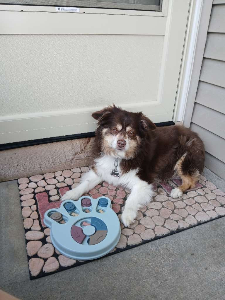 Discover Reliable and Customized Pet Care Services at West Metro Pet Care