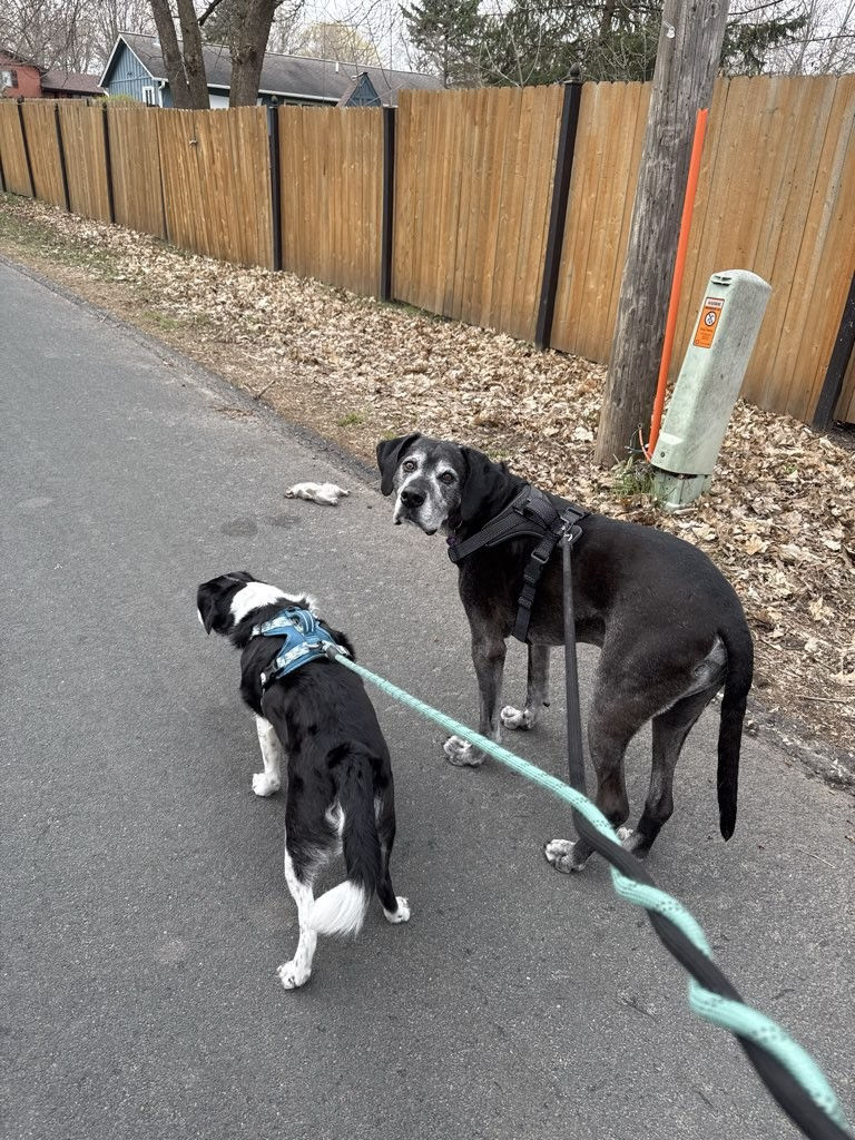 Two dogs on a walk in West Metro MN with pet sitter watching for early signs of ticks and fleas