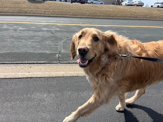 Golden Retriever named Cruise enjoying a professional daily dog walk in Waconia, Minnesota.