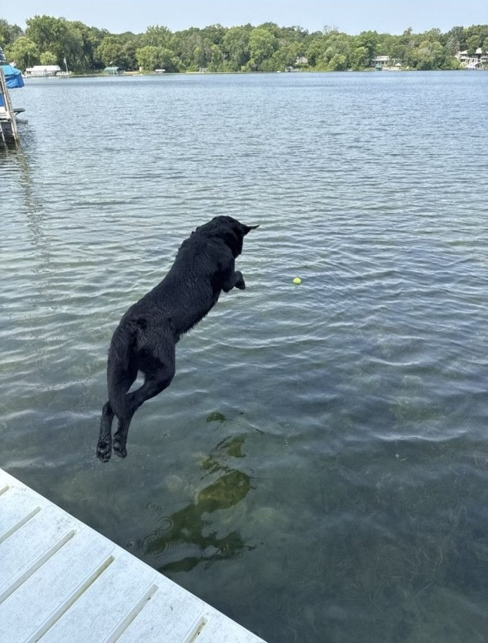 Black Lab jumping into a lake toward a bright yellow tennis ball.