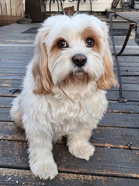 Adorable White Cavapoo