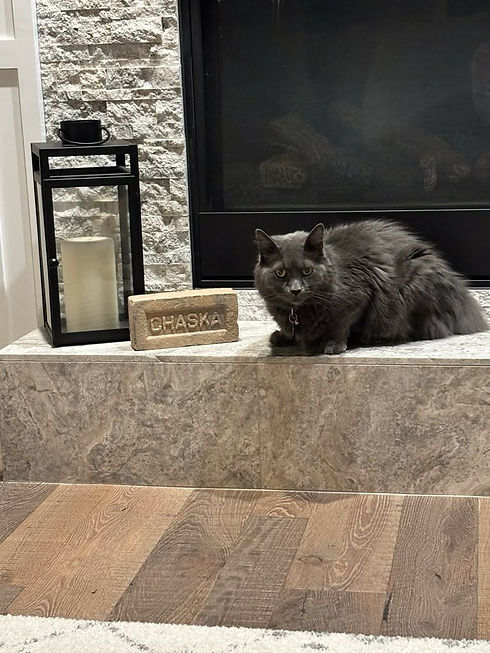 chaska-cat-pet-sitting-west-metro-pet-care.jpeg