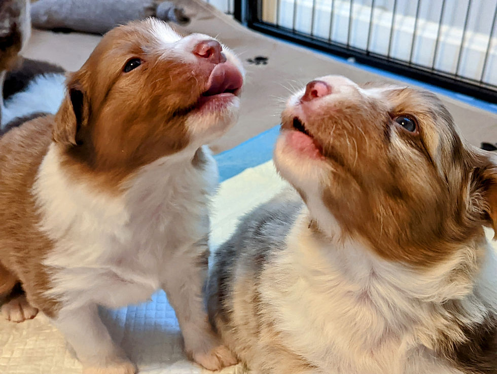 Red Tri Boy & Red Merle Girl