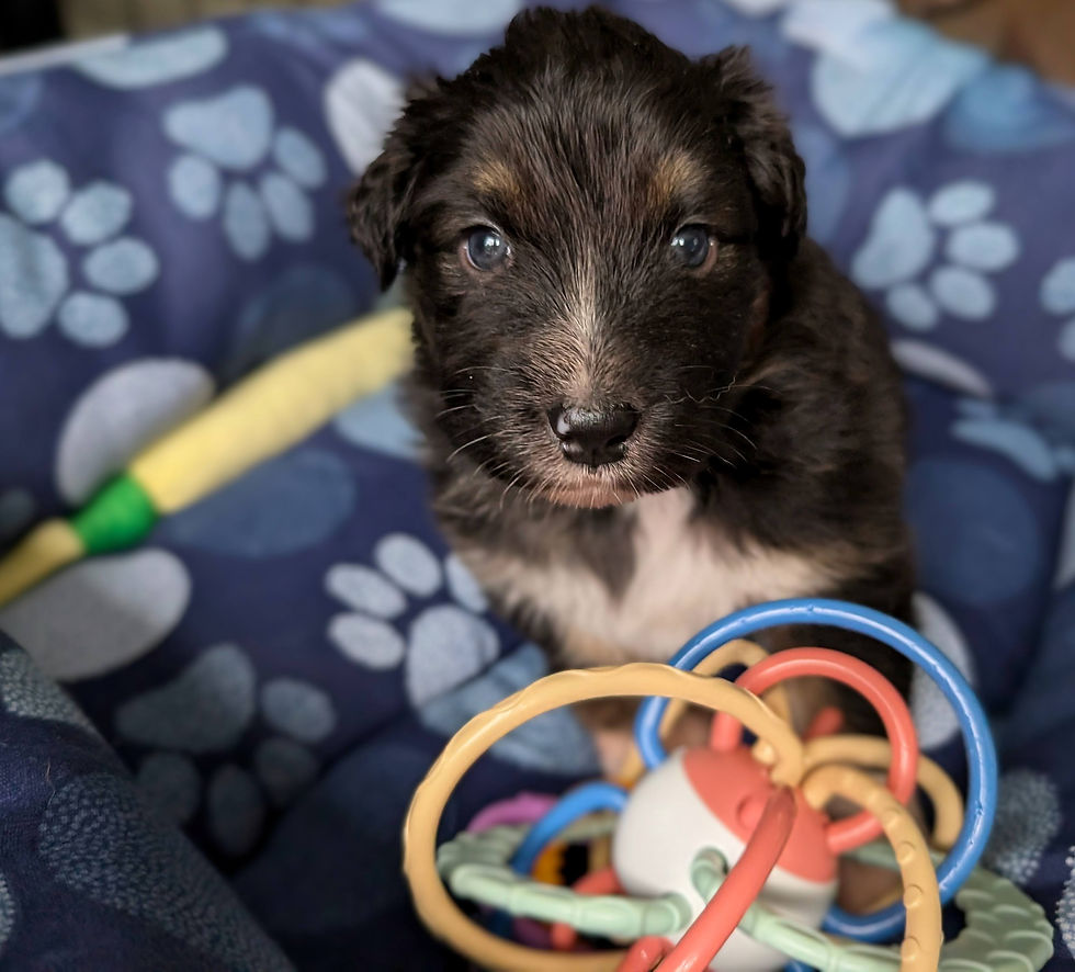 Black Tri Boy Pekoe