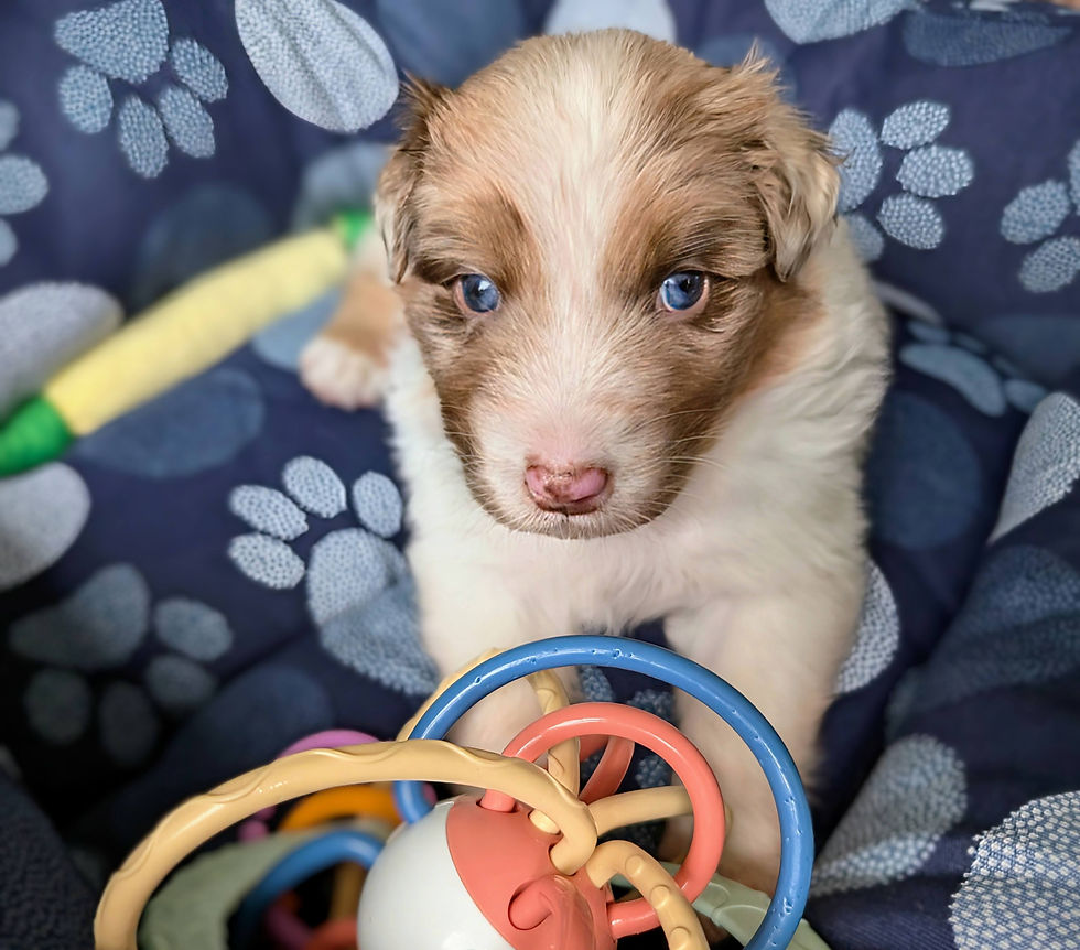 Red Merle Boy Cham.