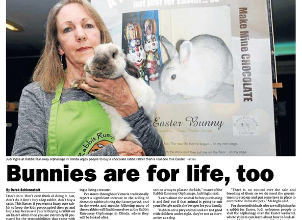 Rabbit selling on sale near me