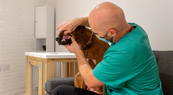 Attila and Maali - House Call Vet in Colchester