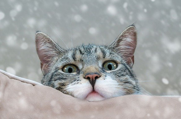 cat-5845009_640.jpg