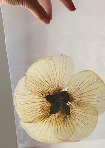 Dried-Flowers_edited.jpg