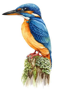 Kingfisher class
