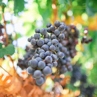 Texas Vineyard Wedding DFW