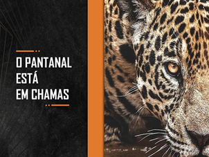 O Pantanal está em chamas