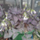 Thumbnail: Oxalis Hanging Plant
