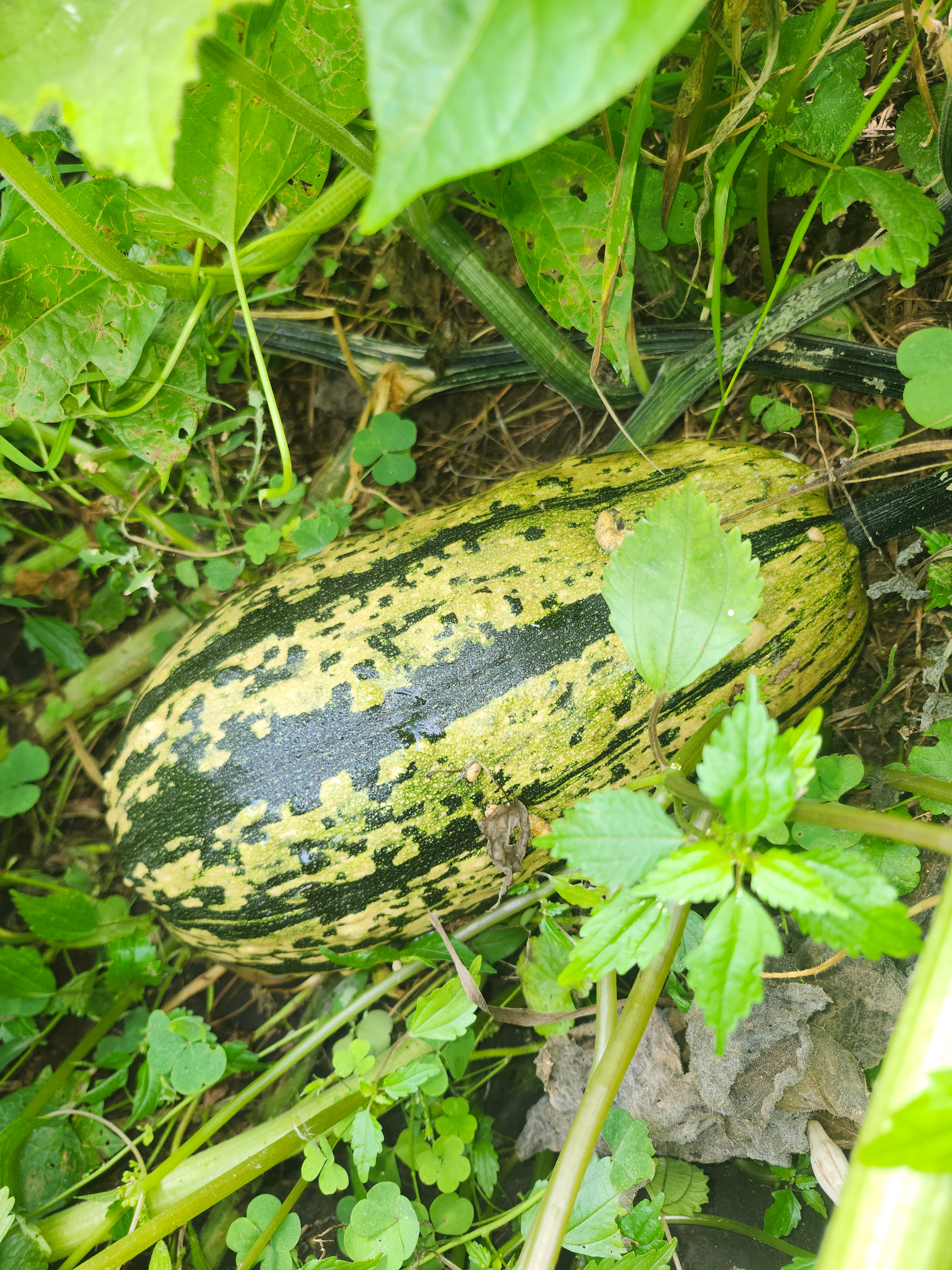 Kris-Cross Pollinated Squash