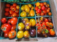 Thumbnail: Heirloom Tomato Plants- Cherry