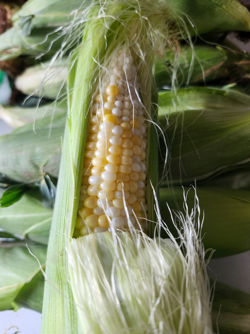 Thumbnail: Non-GMO Corn on the Cob - choose amount