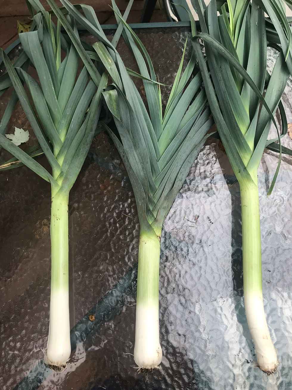 Leeks-Choose Farm