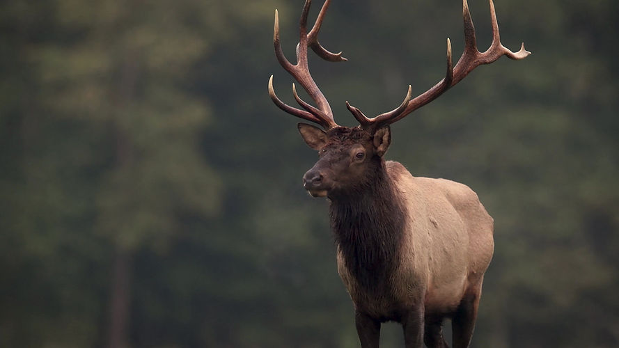 Crossbows West Houston Archery
