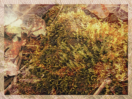 AUTUMN 1.jpeg