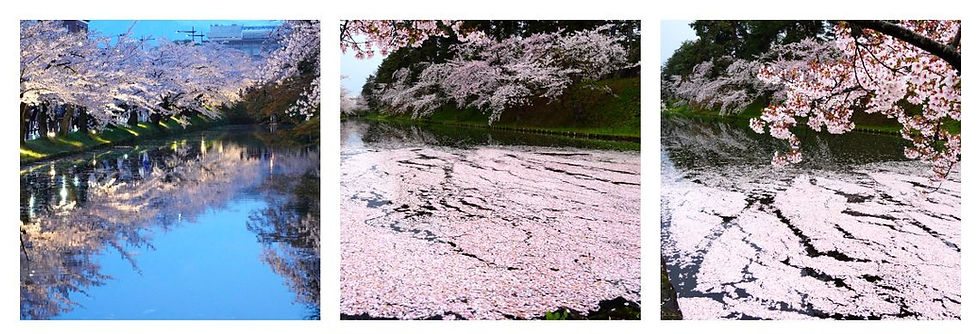 第13回 インタビュー連載:弘前花筏編