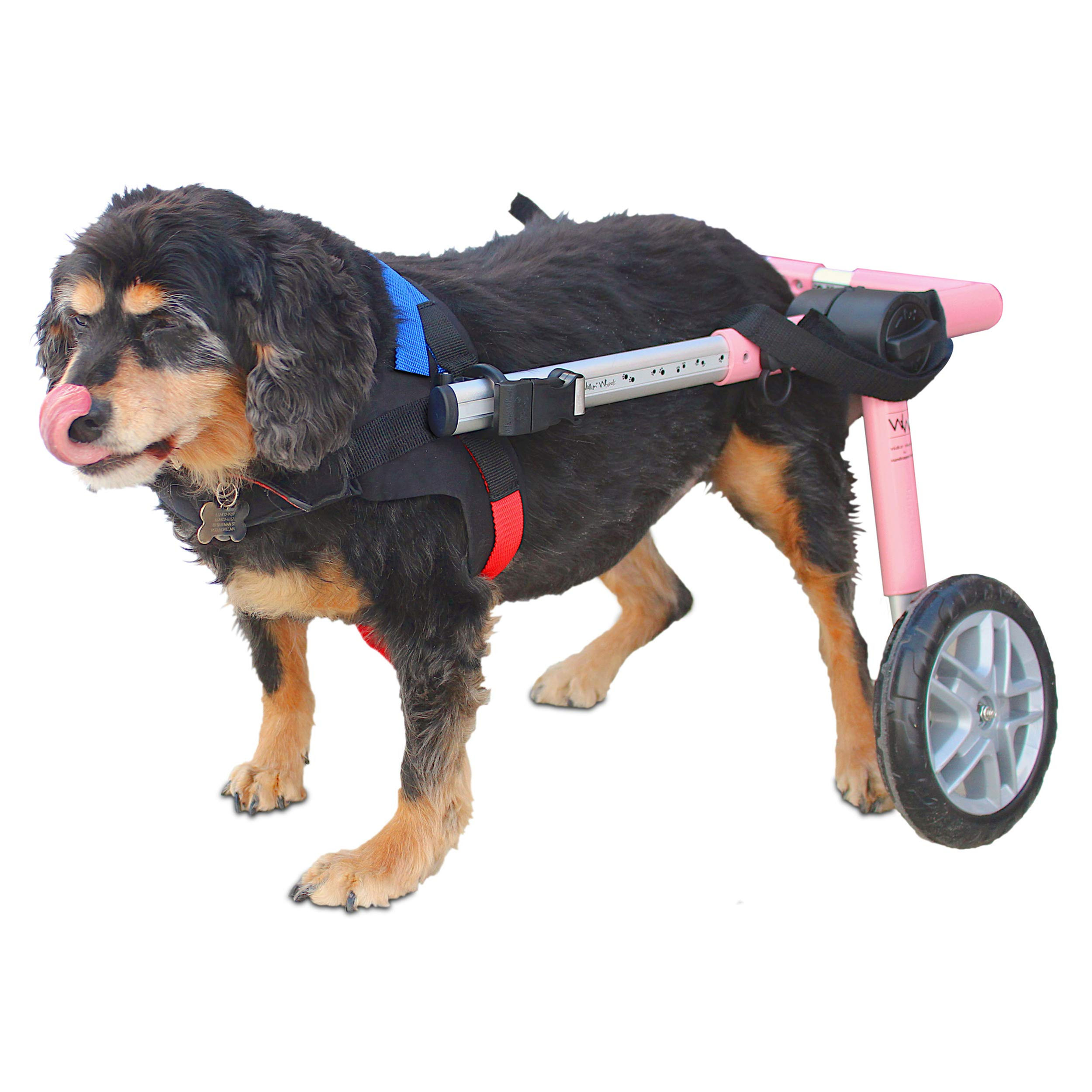 Walkin Wheels Dog Wheelchair - for Medium Dogs 26-49 lbs - Veterinarian Approved