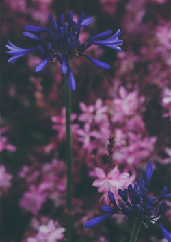 Kew Gardens, Richmond