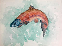 Salmon