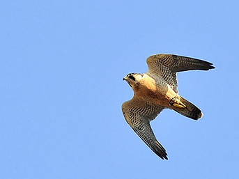 falcon falconry bird control abatement