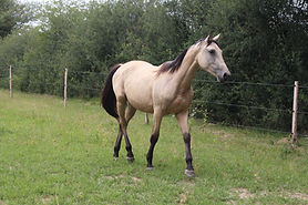 Odyssée d'Aghan