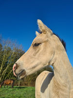 Produits Karat-J (1).jpg