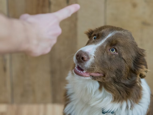 Wenn Hundebeschäftigung (Enrichment) nicht funktioniert
