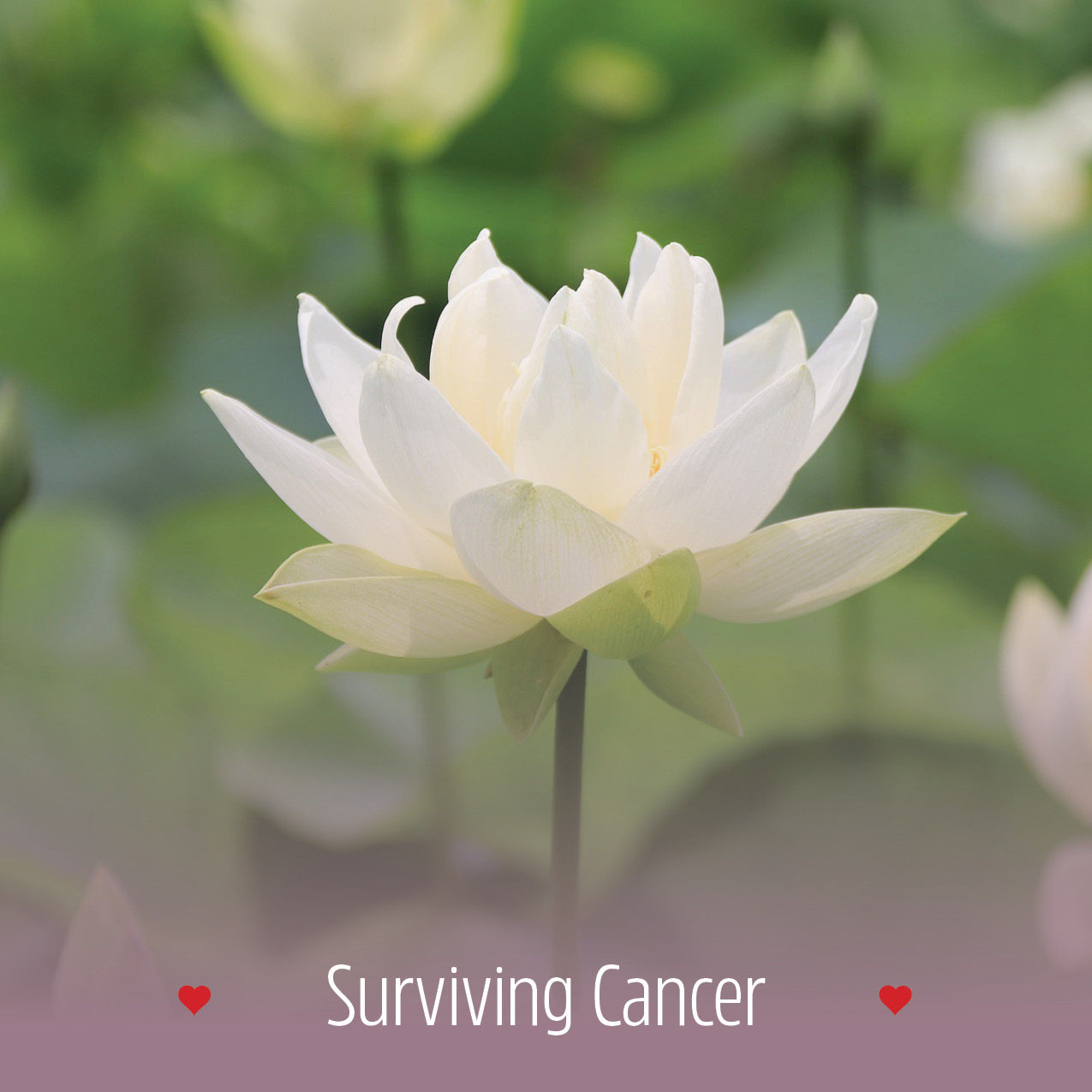 Surviving Cancer eBook