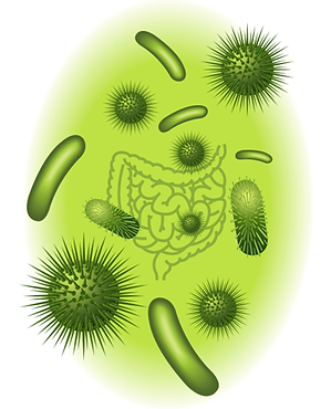 bactéries intestinales et microbiote intestinal