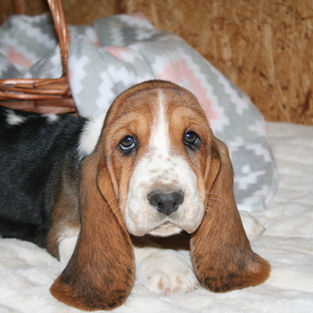 Red female - SOLD - Florida