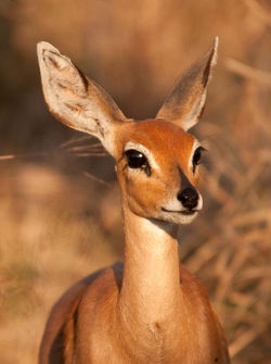 Enjoy Creatures Big & Small