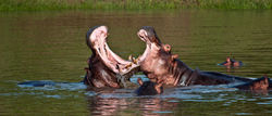 Hippo Fight