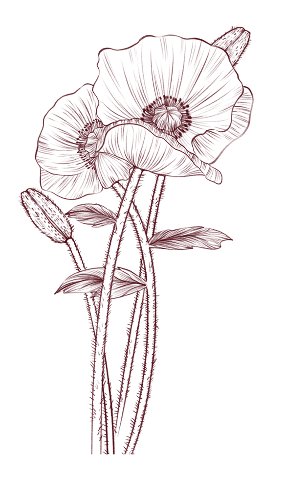 —Pngtree—sketch line drawing simple poppy_6656765_edited.png
