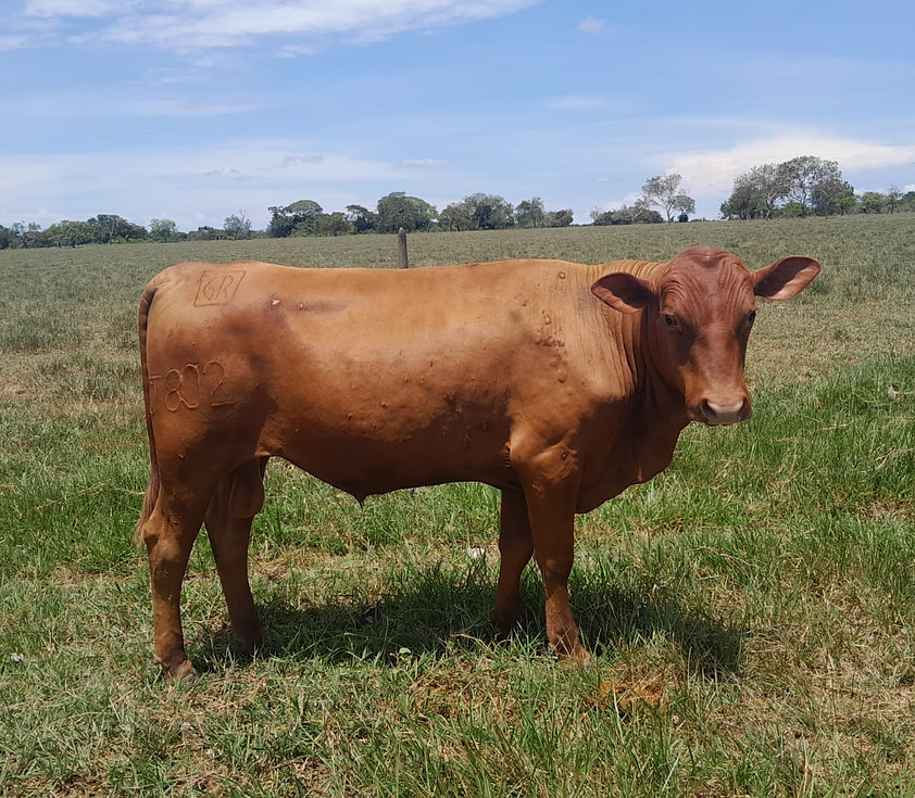 Toro J802 _ padre A202 madre F506 _ 26 meses.jpeg