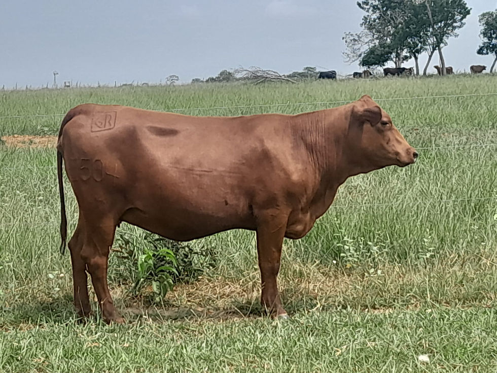 Novilla I504 preñada