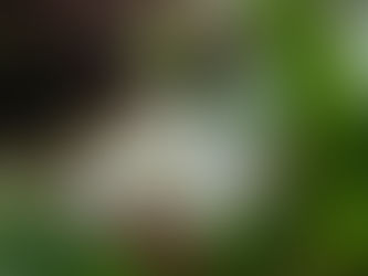 Doença de Alzheimer (DA): O que é mais importante saber.