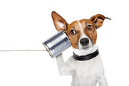 bigstock-Dog-On-The-Phone-44086108 (2).j