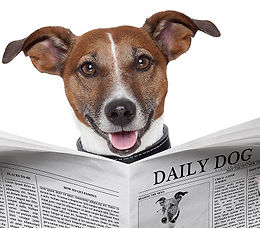 bigstock-Dog-Newspaper-39105931.jpg