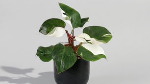 ไวท์ไนท์ & ไวท์วิซาร์ด & ไวท์ปริ้นเซส : แตกต่างกันอย่างไร ?